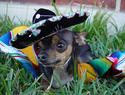 enhanced-buzz-391-1363043767-1