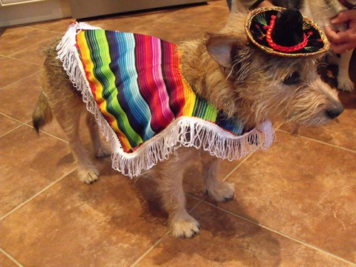 enhanced-buzz-6951-1363042855-0