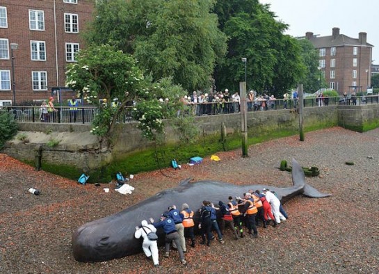Captain-Boomer-beached-whale-london-4-545x394