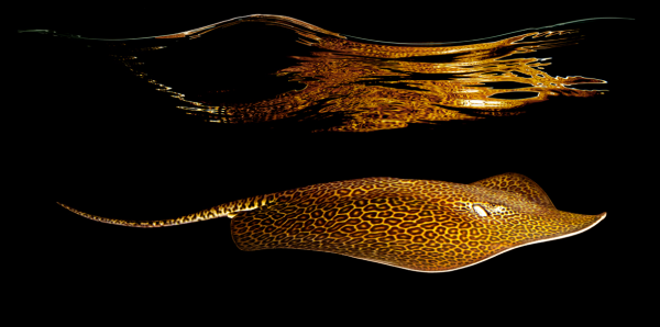 Capture d’écran 2013-06-18 à 17.16.23