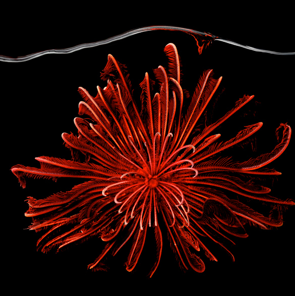 Capture d’écran 2013-06-18 à 17.18.11