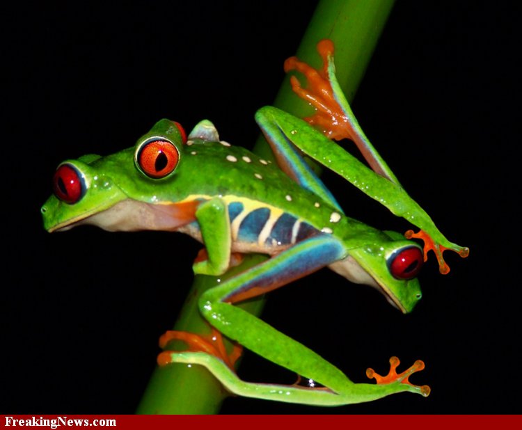 Multi-Eyed-Frog--53453