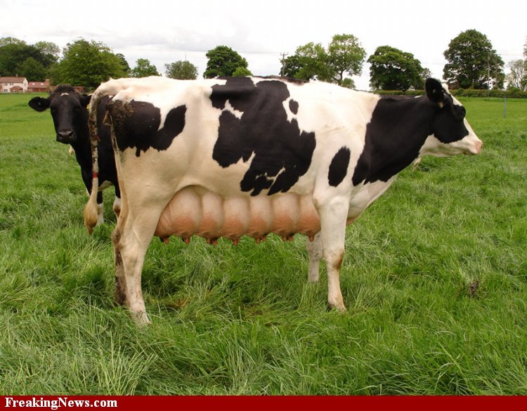 Multi-Uddered-Cow--53443