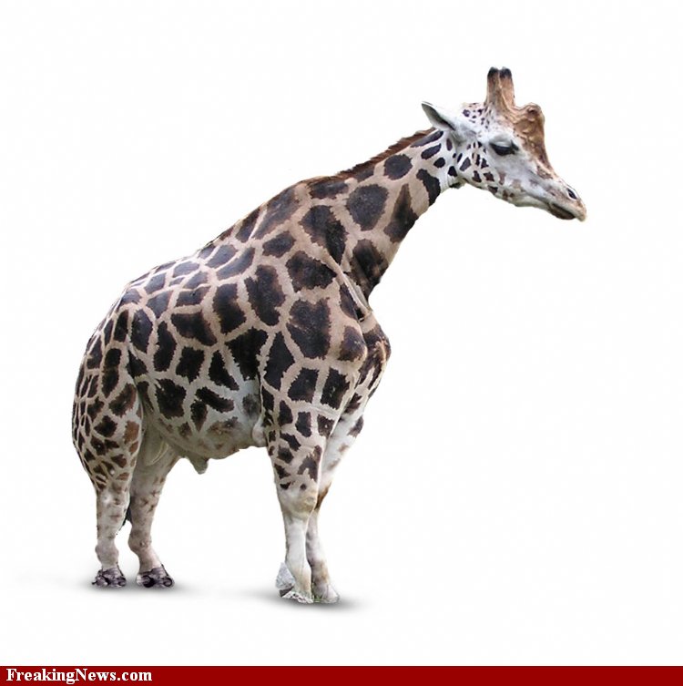 Pigmy-Giraffe--53440