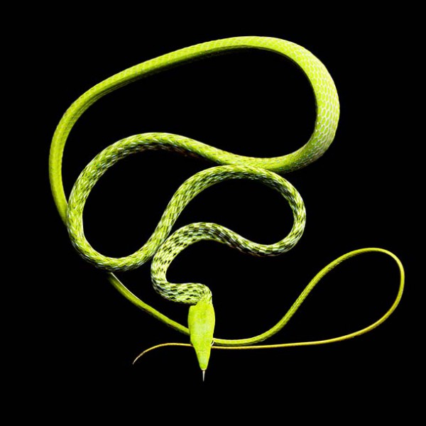 Serpentine-Mark-Laita-6