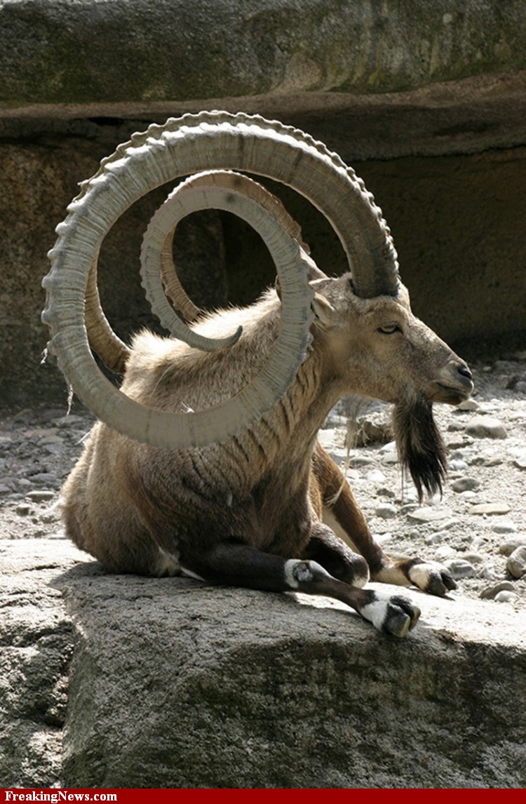 Spiral-Horned-Goat--53446