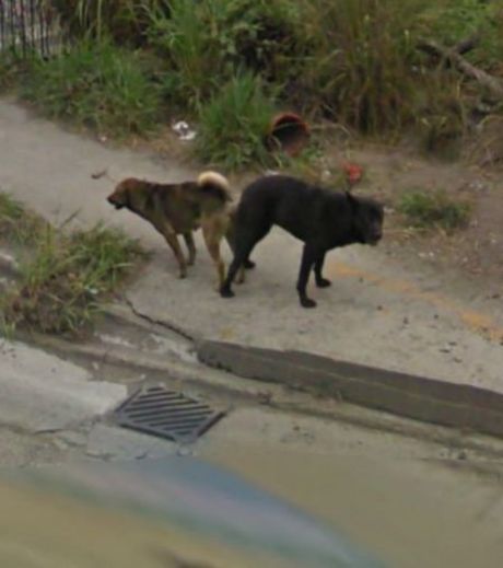 ces-deux-chiens-ont-eu-un-comportement-etrange-au-passage-de-la-voiture-google-street-view_119207_w460