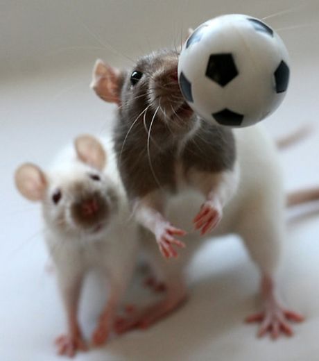 deux-rats-en-train-de-jouer-au-football_127035_w460