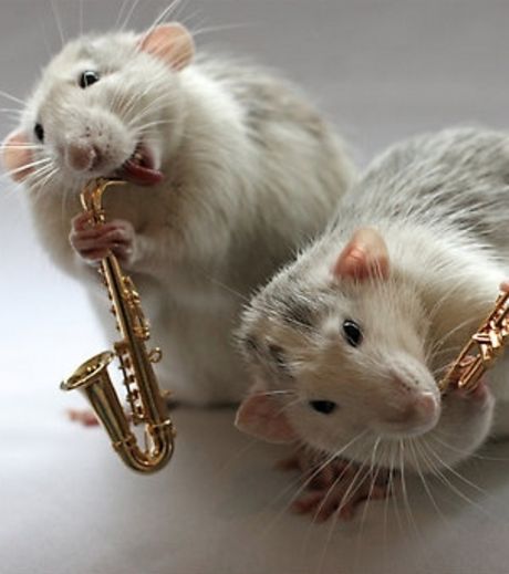 deux-rats-en-train-de-jouer-ensemble-du-saxophone_127029_w460