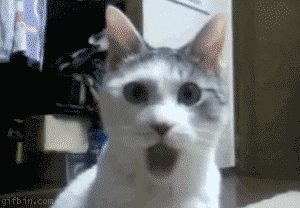 quandmonchatapprendque