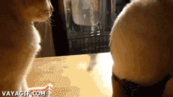 quandmonchatnaimepasetreignore