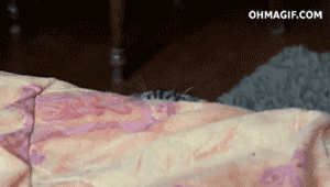 quandmonchatpreprareunsalecoup