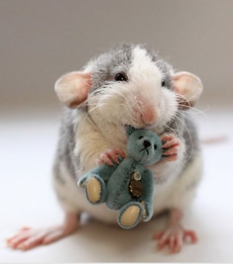 un-adorable-rat-en-train-de-mordiller-une-peluche_127030_w460