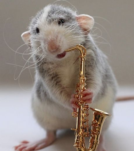 un-autre-rat-en-train-de-jouer-du-saxophone_127032_w460