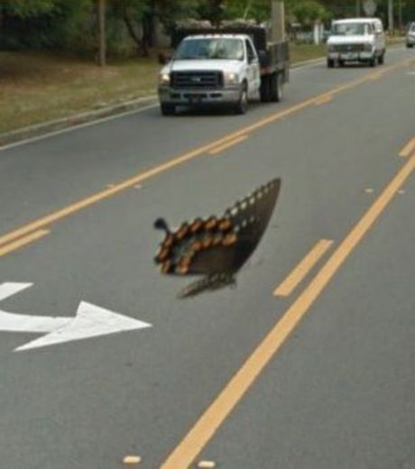 un-papillon-passe-juste-devant-la-camera-du-vehicule-google-street-view_119210_w460