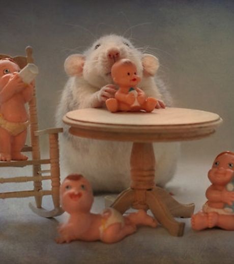 un-rat-en-train-de-jouer-a-la-poupee_127033_w460