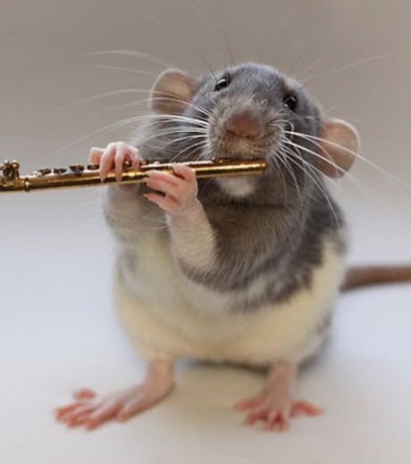 un-rat-en-train-de-jouer-de-la-flute-traversiere_127038_w460