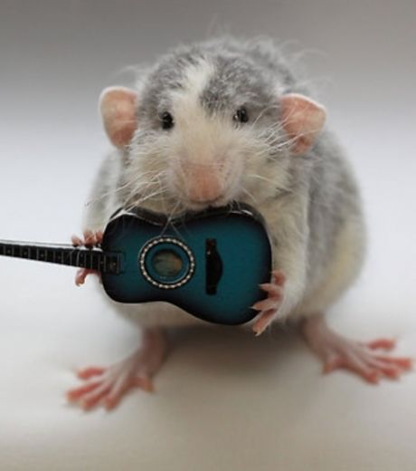 un-rat-en-train-de-jouer-de-la-guitare_127031_w460