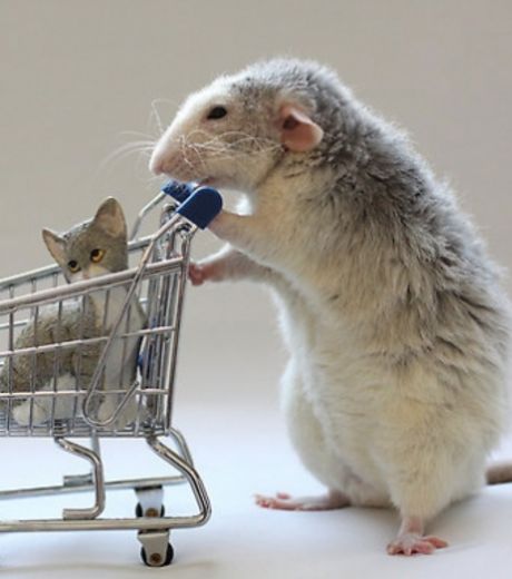 un-rat-en-train-de-pousser-un-petit-chat-dans-un-caddie-de-supermarche_127036_w460