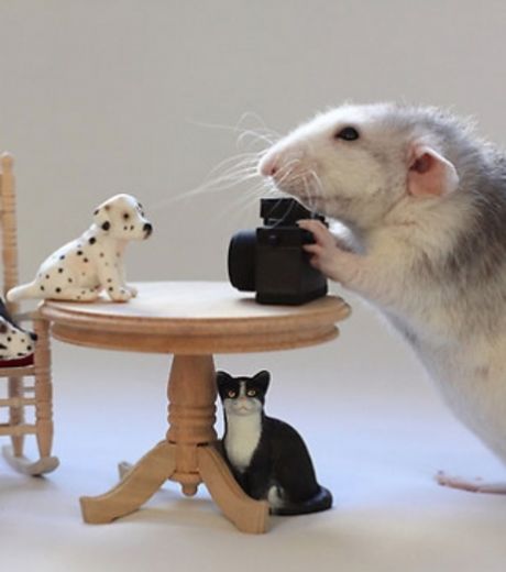 un-rat-en-train-de-s-improviser-photographe_127037_w460