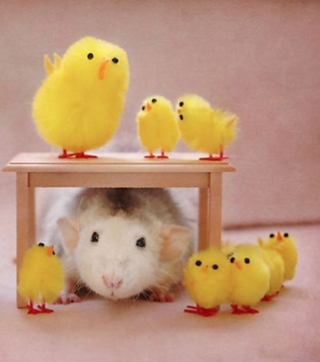 un-rat-pris-en-photo-en-compagnie-de-poussins-en-plastique_127026_w460