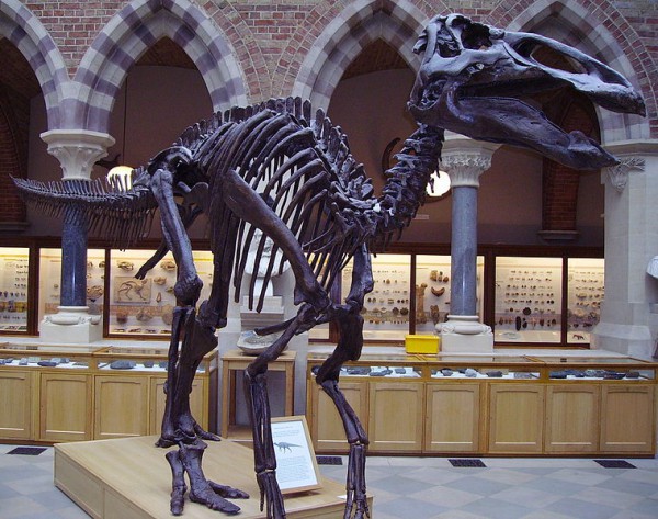 Edmontosaurusskel