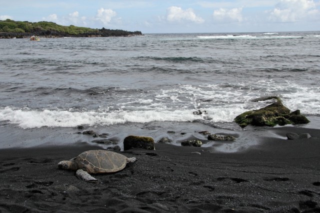 Plage-sable-noir-Beach-Sea-Turtle-Travis-Williams-640x426