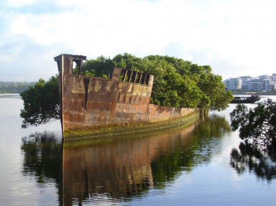 abandoned-ship-ss-ayrfield-floating-forest-6-545x407