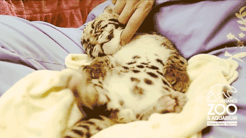 anigif_enhanced-buzz-1259-1373044008-19