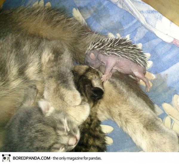 cat-adopts-hedgehog-4