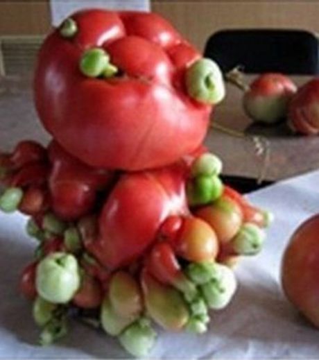 cette-tomate-presente-une-forme-etrange-depuis-son-exposition-aux-radiations-de-fukushima_129869_w460