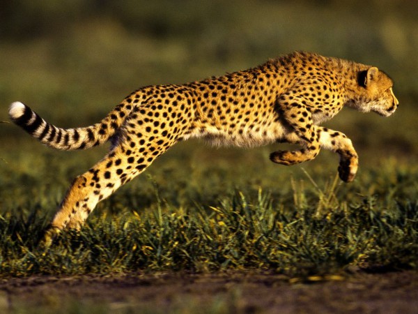 cheetah-jump_493_990x742