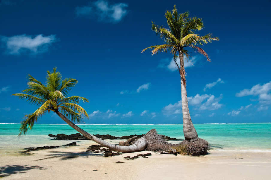 cocotier-sur-une-plage-de-sable-fin