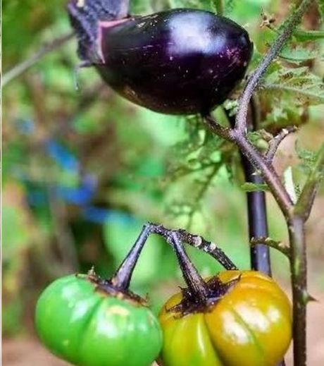 depuis-la-catastrophe-de-fukushima-certaines-tomates-se-sont-meme-transformees-en-aubergine_129853_w460