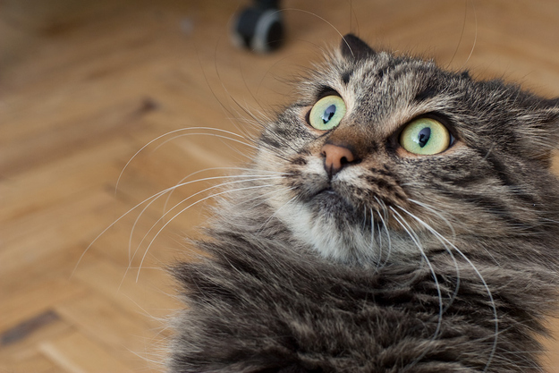 enhanced-buzz-26796-1373992223-3