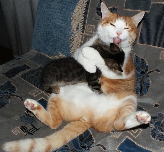 enhanced-buzz-32212-1374000575-26