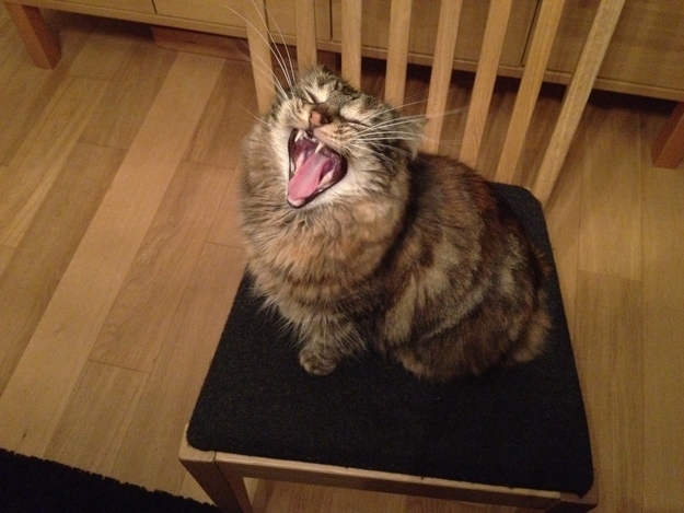 enhanced-buzz-32252-1374000384-21