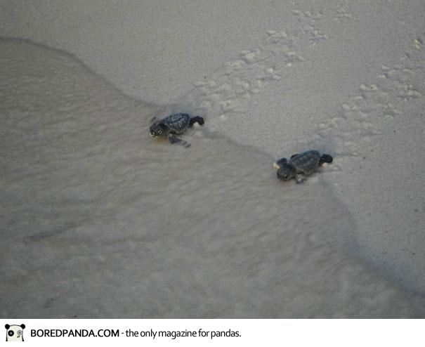 human-wall-guides-sea-turtle-hatchlings-to-sea-10