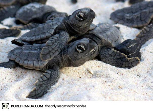 human-wall-guides-sea-turtle-hatchlings-to-sea-2