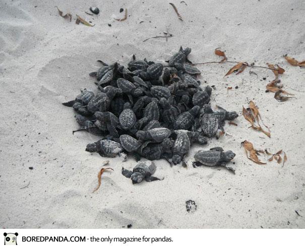 human-wall-guides-sea-turtle-hatchlings-to-sea-3