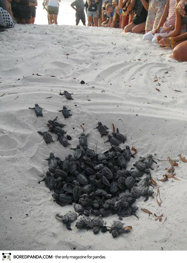 human-wall-guides-sea-turtle-hatchlings-to-sea-6