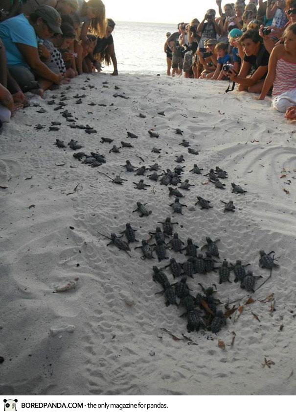 human-wall-guides-sea-turtle-hatchlings-to-sea-7
