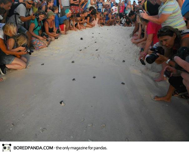 human-wall-guides-sea-turtle-hatchlings-to-sea-8