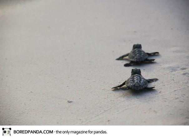 human-wall-guides-sea-turtle-hatchlings-to-sea-9