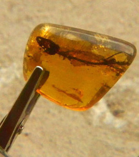 le-petit-lezard-anolis-a-ete-retrouve-fige-dans-un-morceau-d-ambre-de-quelques-centimetres_61038_w460