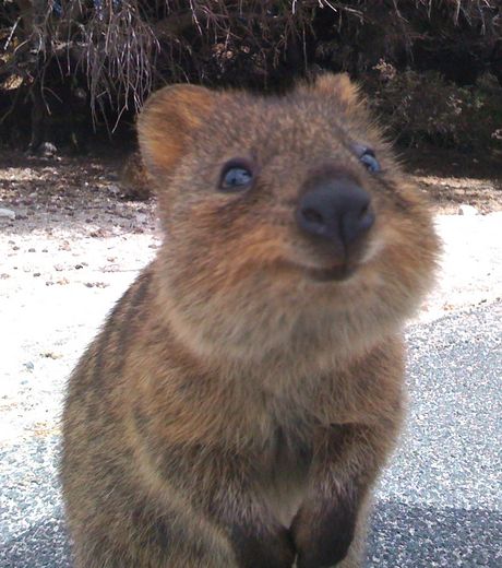le-quokka-est-un-petit-marsupial-affichant-un-sourire-de-jour-comme-de-nuit_128670_w460