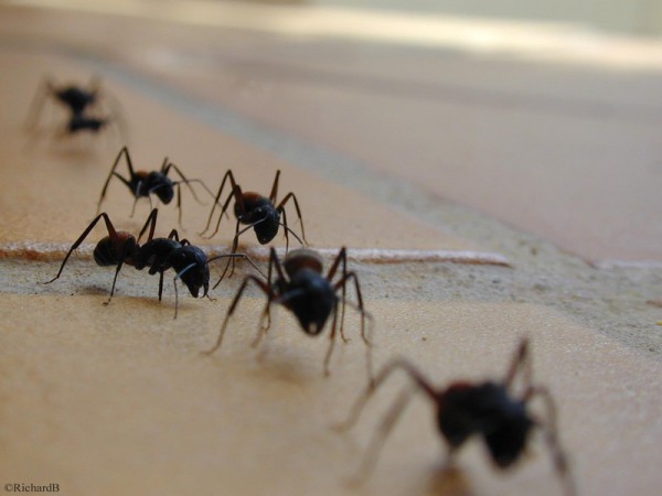 les-fourmis