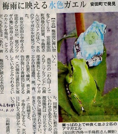 les-radiations-nucleaires-de-fukushima-ont-transforme-le-genome-de-cette-grenouille-elle-n-est-plus-verte-mais-bleue-claire_129866_w460