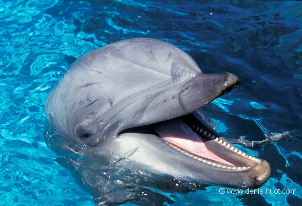 dauphin à gros nez
