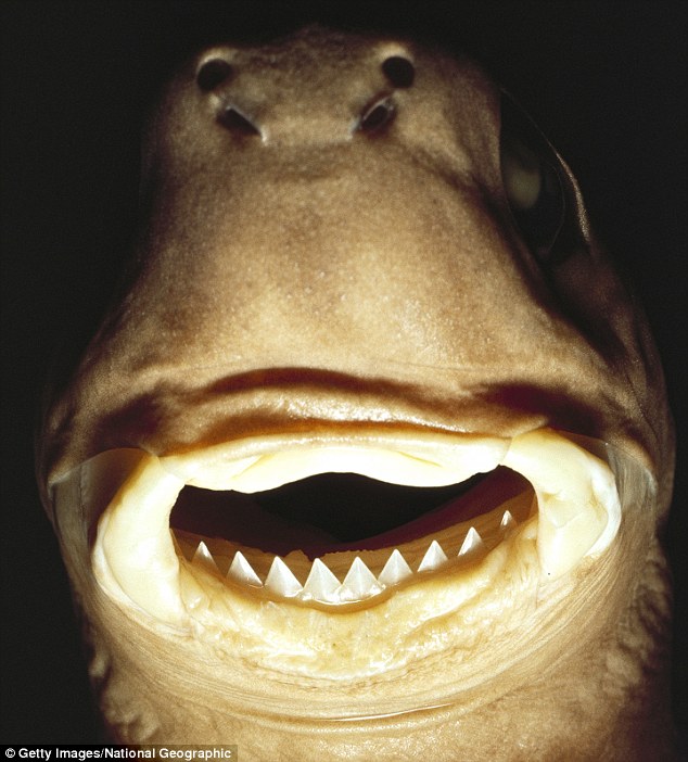 Scary-Animal-Mouths-Cookie-Cutter-Shark-02